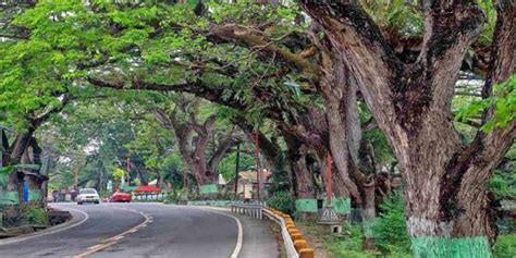 acacia tree philippines|11 thousand strong: Century.